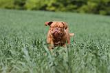 DOGUE DE BORDEAUX 022